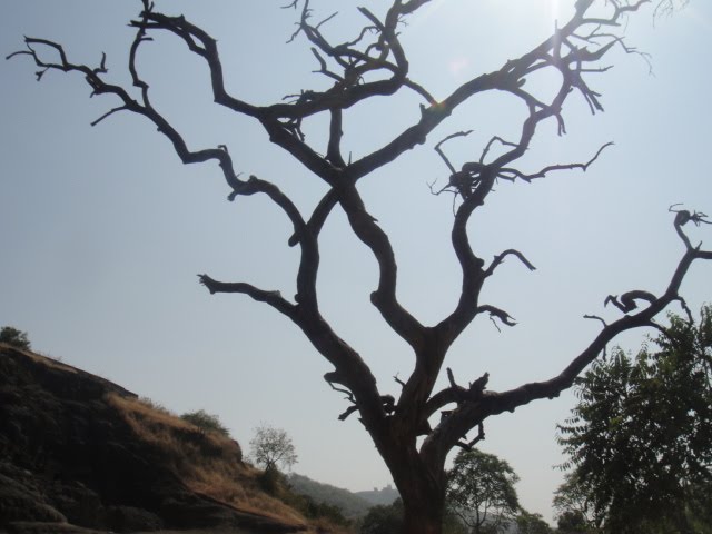 The bald tree... by Akshay Yardi