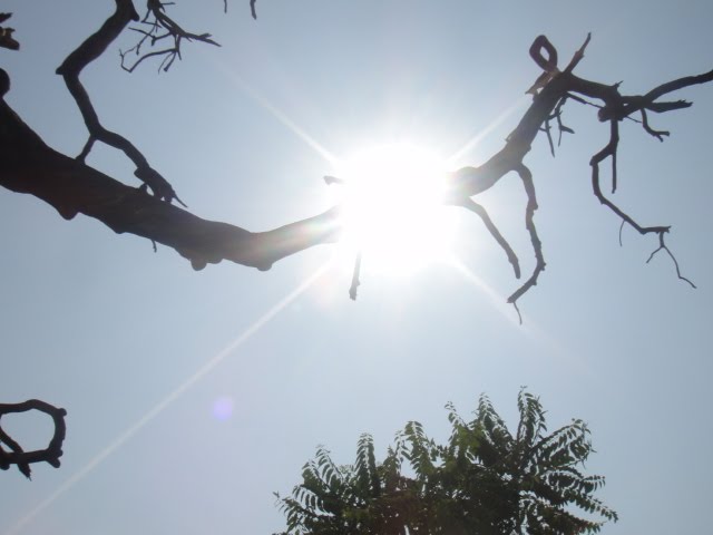 Sun and the bald tree... by Akshay Yardi