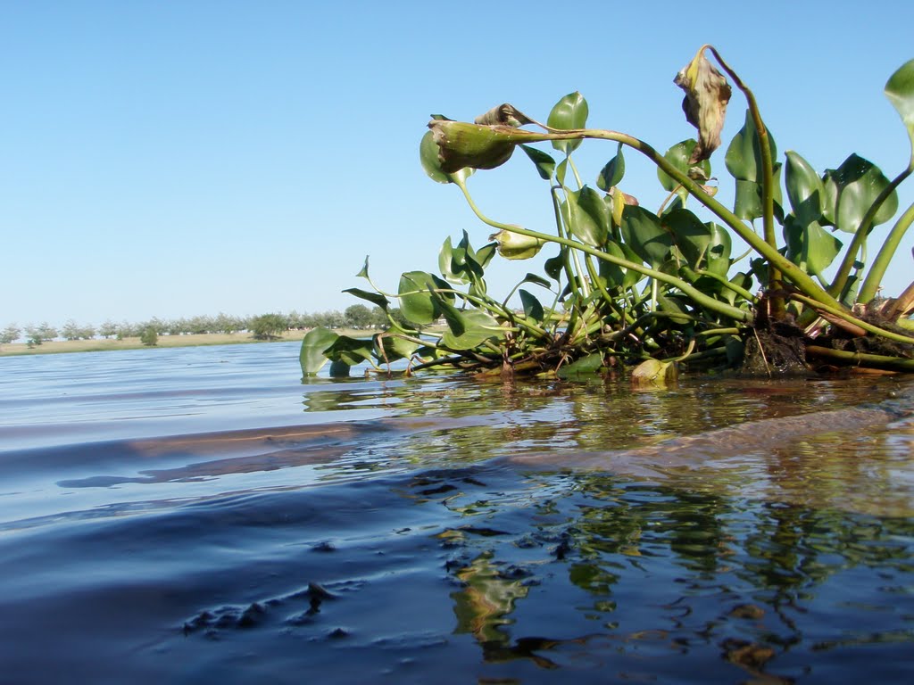 Camalote en el Río Paraná by argenFlash