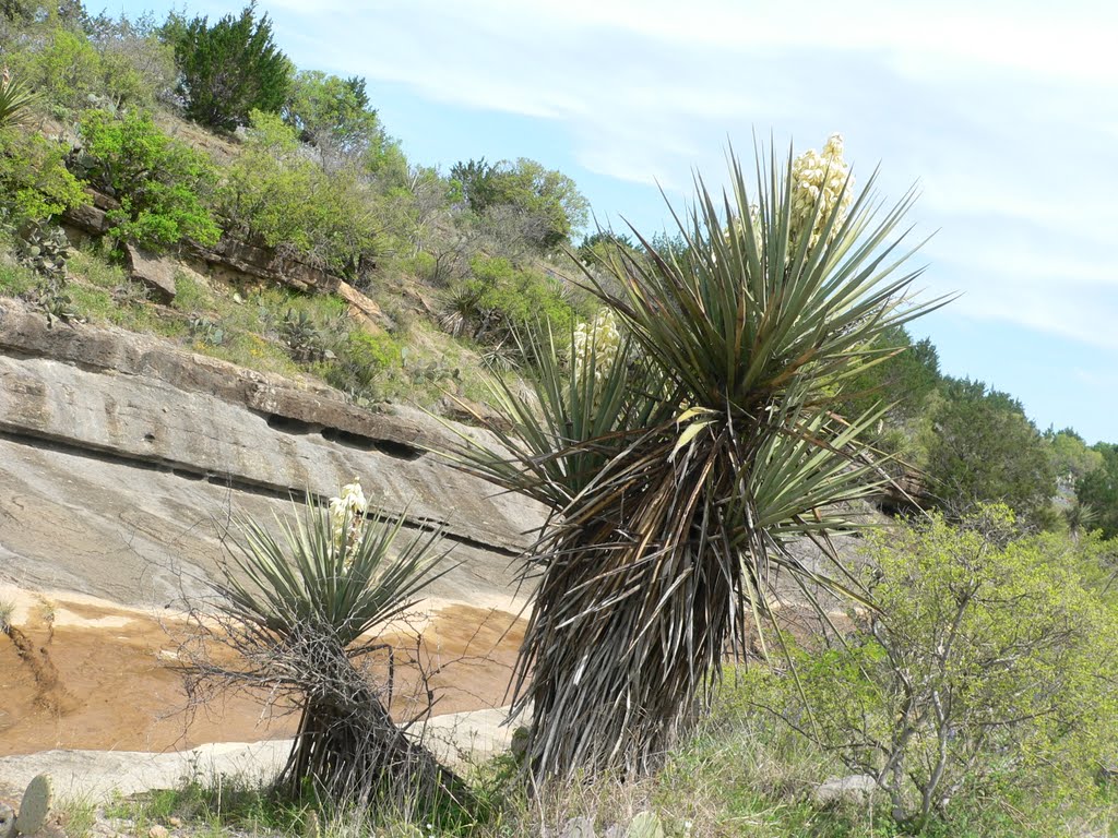 Mason County, TX, USA by Becky Robbins