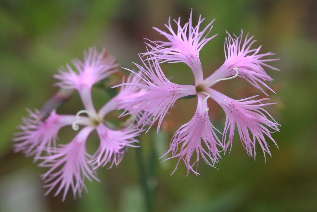 A wild pink by Yuichi Azuma