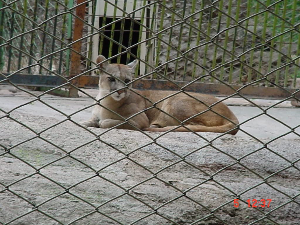 Zoo - Mendoza - AR - Puma by Serneiva