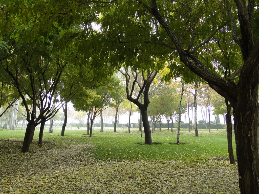 Carpet of Autumn by Hamid Abdollahi