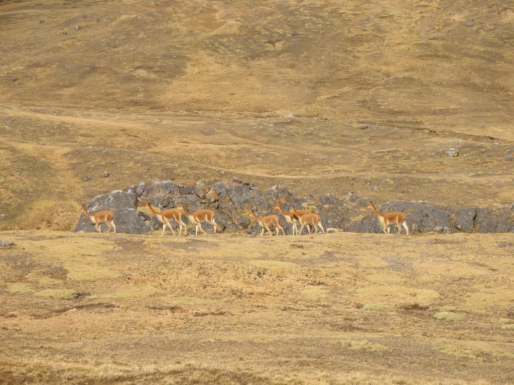 Vicuñas Phinaya by Trilito