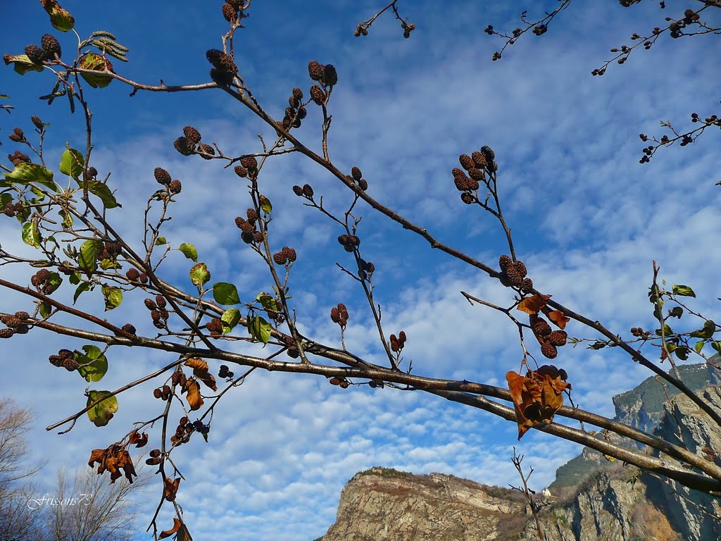 Ciel, mon arbre! by Frissons73