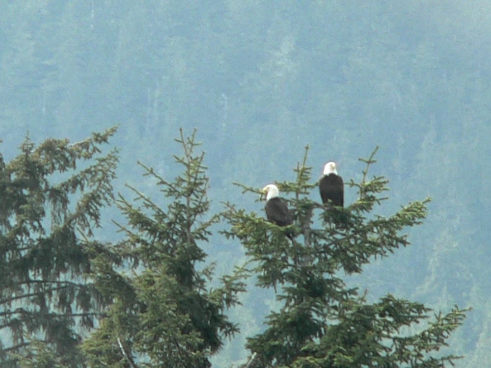 The Bald Eagle, Symbol Of USA, Auk Bay, Juneau - Alaska Cruise - "Sea Princess" - May 2009 by mikstan43