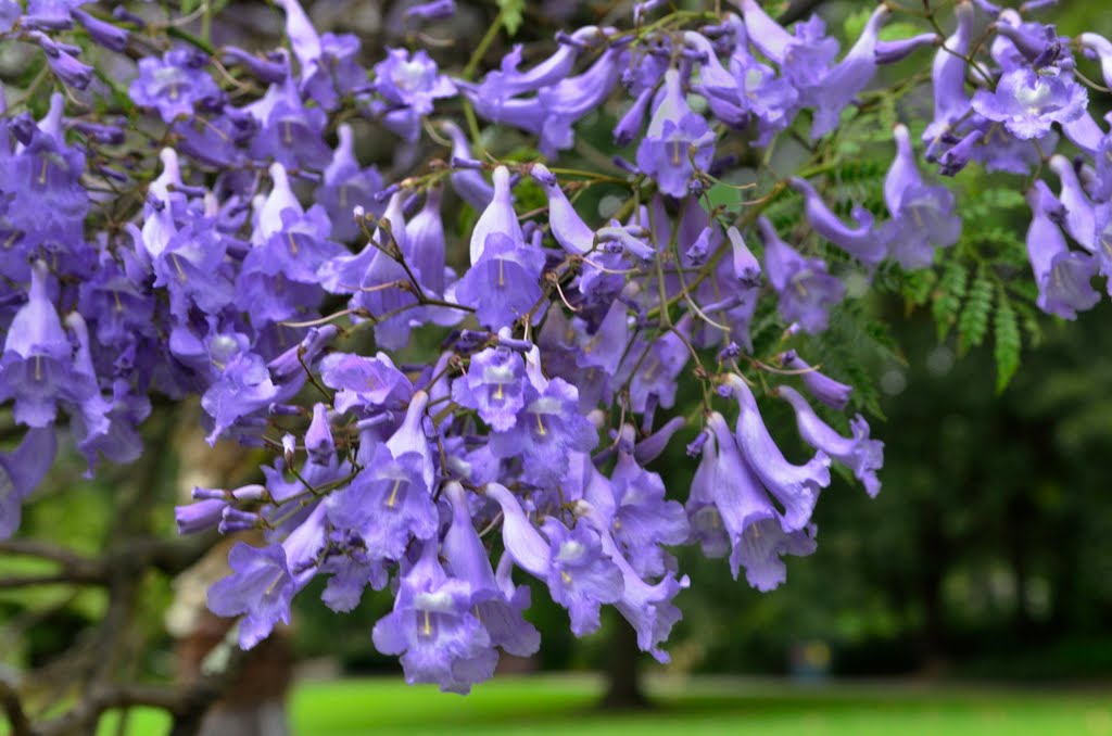 Jacaranda by Craig Shier