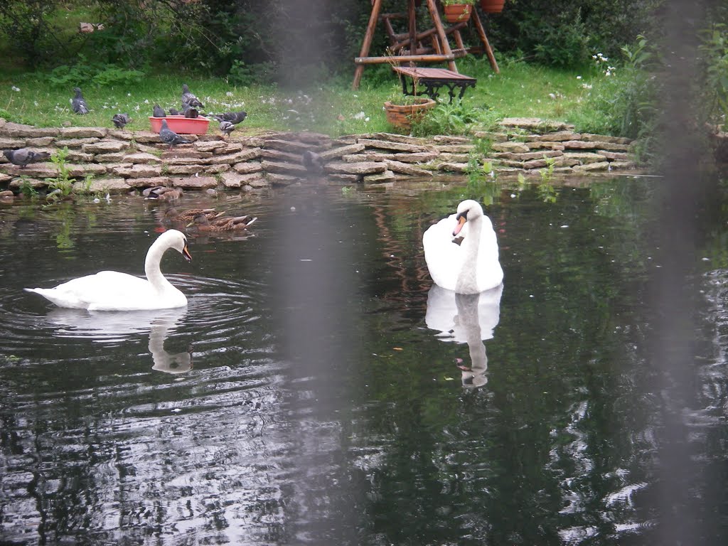 A pair of swans by valeriy&olga