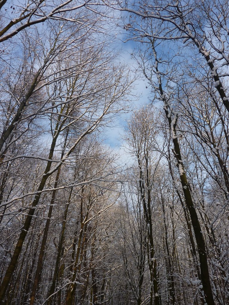 Winterwald by coolbush