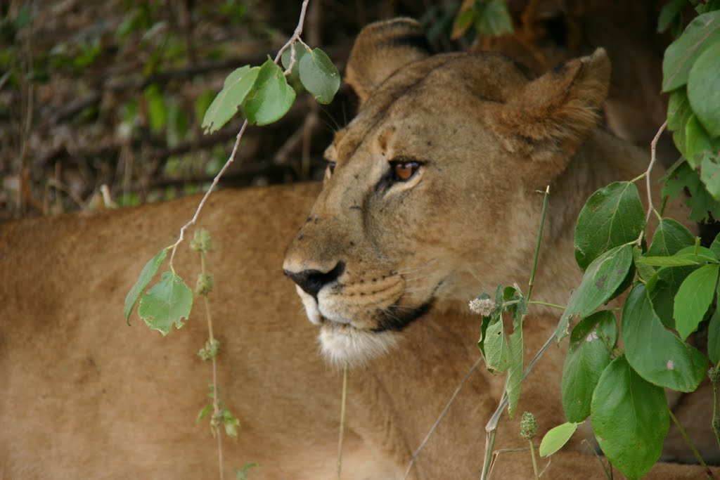 Parc du Tarangire Tanzanie by patrick.olivier thil…