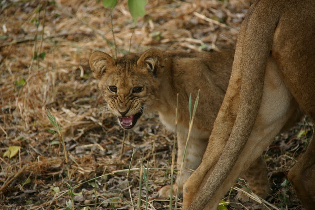 Tanzanie parc national du Tarangire by patrick.olivier thil…