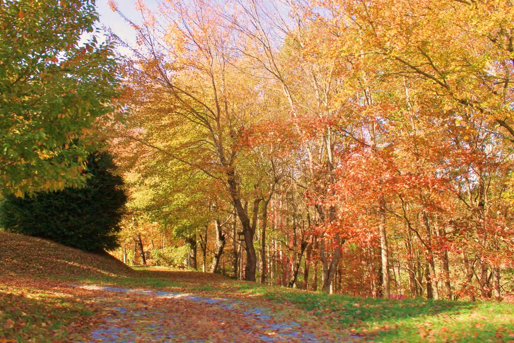 Fall Foliage in North Carolina by coleen McDonald