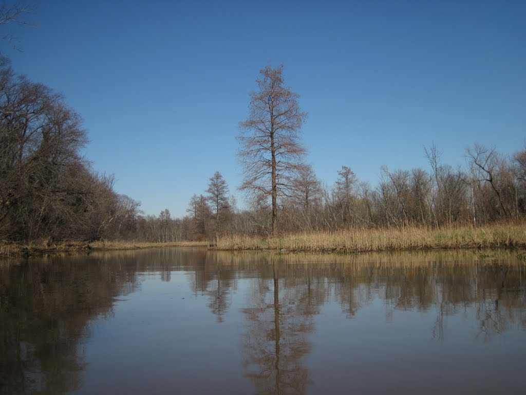 A lovely and quiet marsh in the middle of roosevelt island by midatlanticriverrat