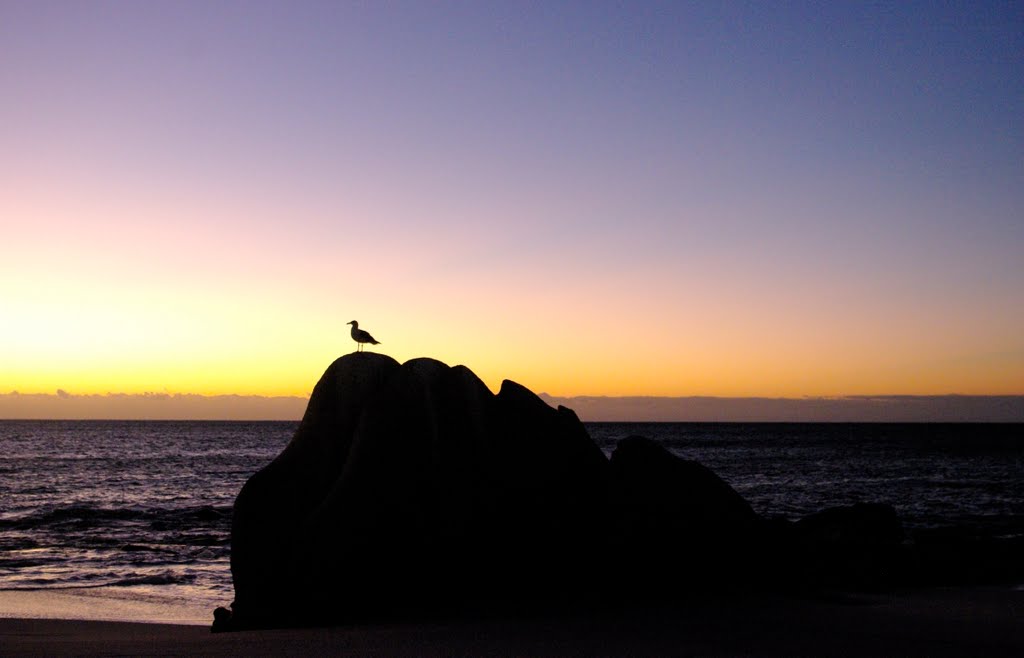 Bird silhouetted against the morning sun by John Greaves