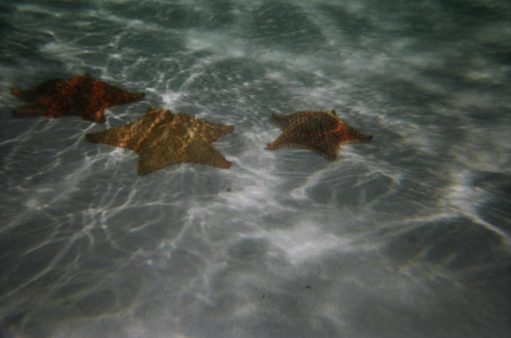 Étoiles sous l'eau, Playa Sirena by namca