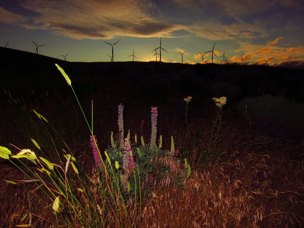 Wind Turbines at Sunset by E L Ahola