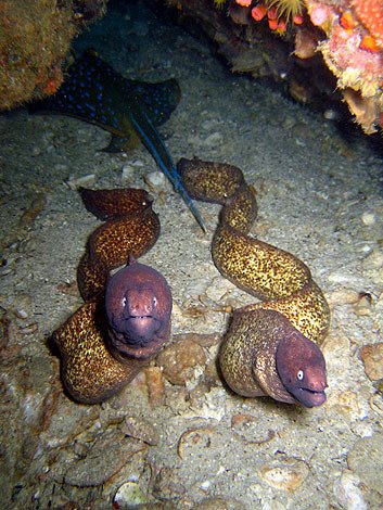 Morey eel & Stingray - White Rock by Daniel W Nilsson