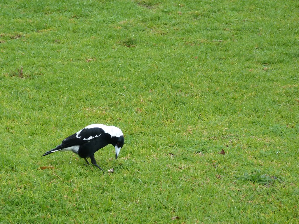 Magpie by Di S