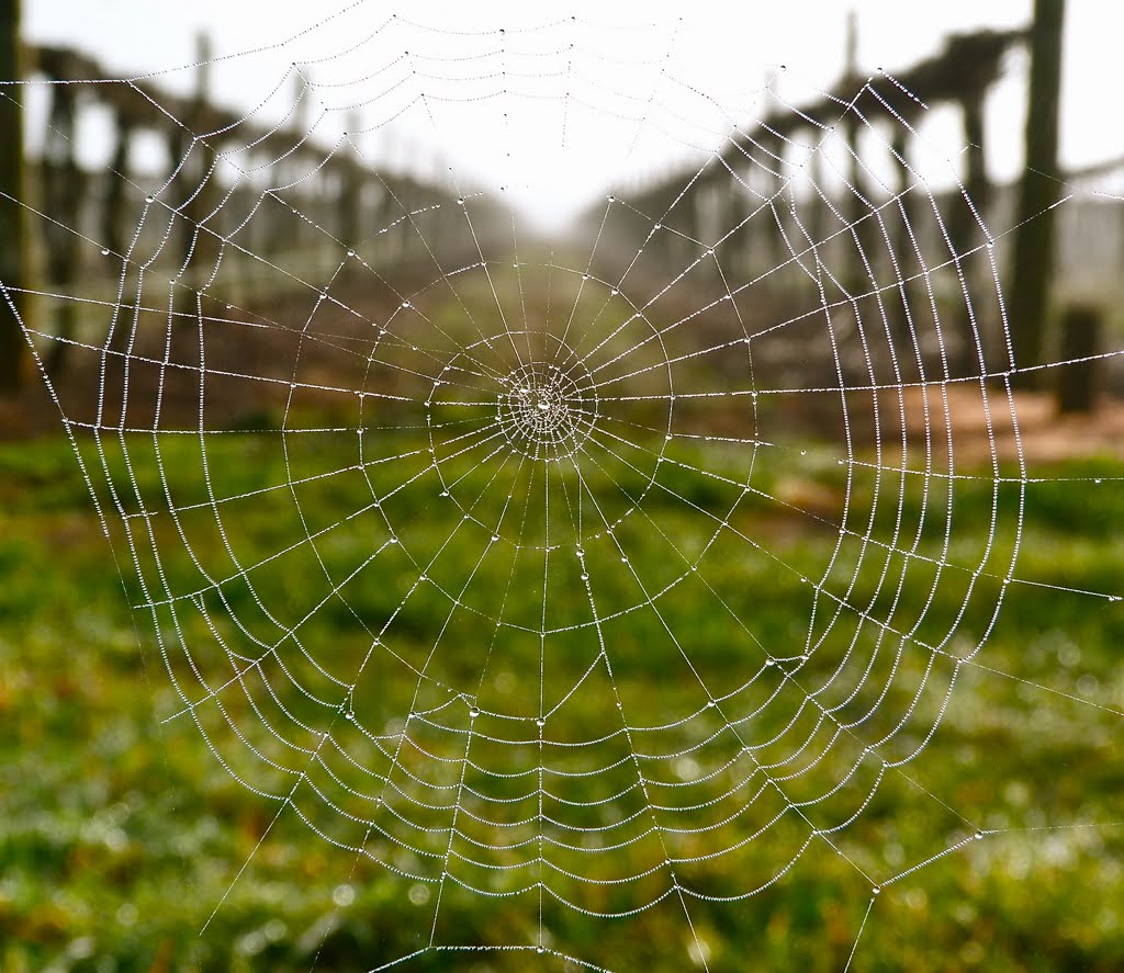 Spiderweb in grapevines by Di S