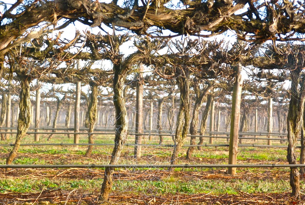 Coonawarra grapevines by Di S