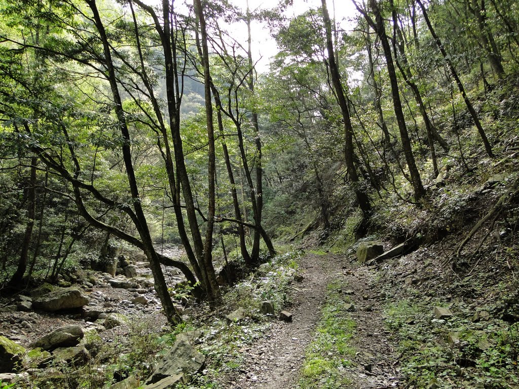 错位的林间小路(A misplaced woodland path) 2011 by TBJS