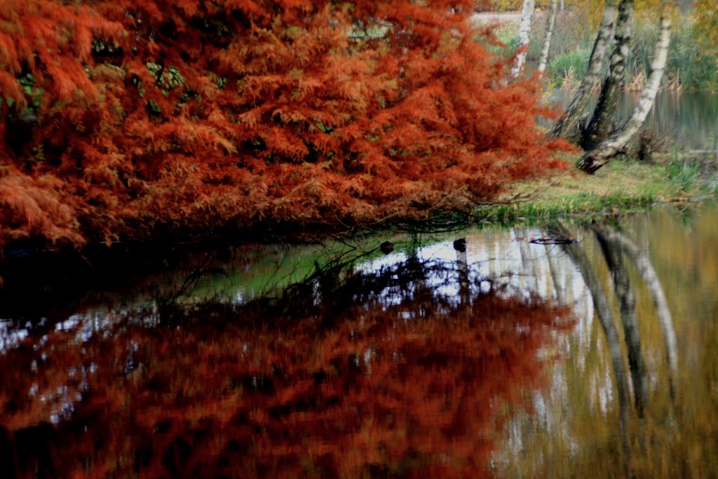 Herfst colors Drenthe by vak-fotograaf.Jan Gort Emmen klazienaveen