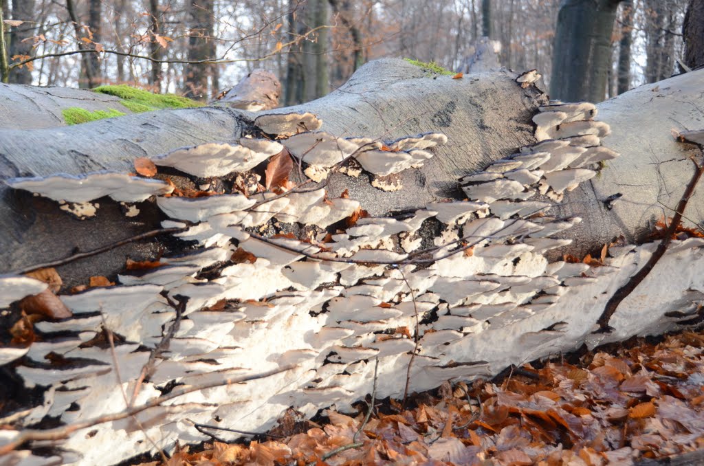 Hundreds of Ischnoderma resinosum (GB= Late fall polypore or Resinous polypore, D= Laubholz harzporling, F= Polypore resineux, ou Polypore radié, ou Polypore à rayons, NL= not officialy (Hars)Vlekkenzwam), white spores and causes white rot, on this fallen giant Beech in Sonsbeek Arnhem. Unbelievable that these species cover almost the whole underside of the trunk! Rather rare in Holland by Henq