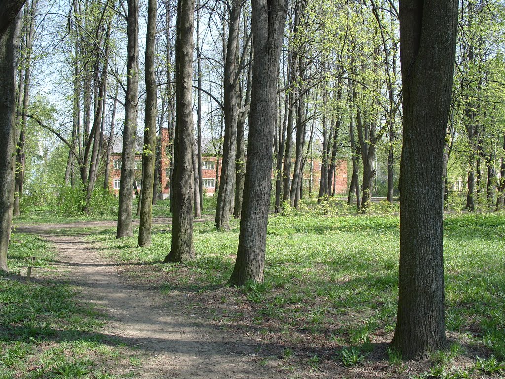 Alley in the park by Igorelnick