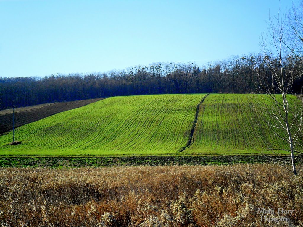 Autumn sowing - Őszi vetés by Mata Hary