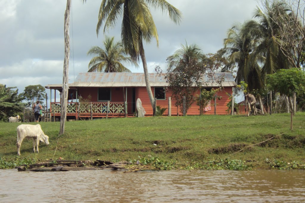 Near CAREIRO DA VÁRZEA-AM- "Paraná do Careiro da Várzea" -mas o que é um "PARANÁ?"- A palavra: paraná sm (tupi paraná) significa um "Braço de rio caudaloso separado deste por uma série de ilhas. Significa também: "Canal que liga dois rios." na Botânica é uma Planta mirtácea (Myrtus picrocarpa). P.-caxé: V pracaxi. diz-se "Paraná-mirim: paraná pequeno; o menor dos dois braços em que um rio se divide; uns falam: paranã by James_Martins