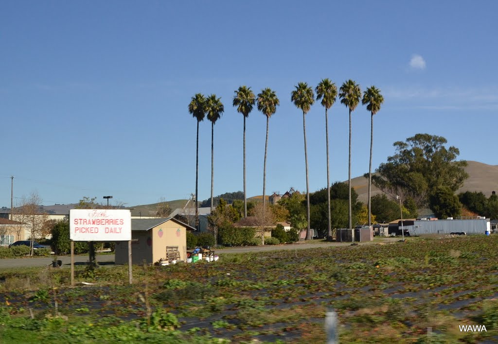 STRAWBERRIES PICKED DAILY, American Canyon by mandegan