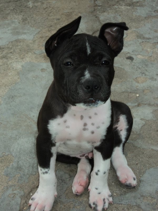 Filhte de pit bull hulk com 2 meses by breik