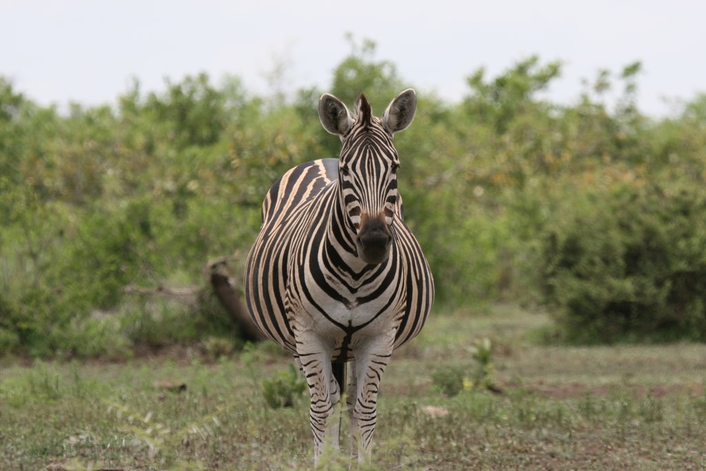 Kruger Park, South Africa by thompsoncm