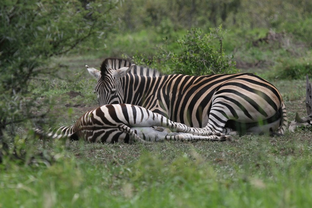 Kruger Park, South Africa by thompsoncm