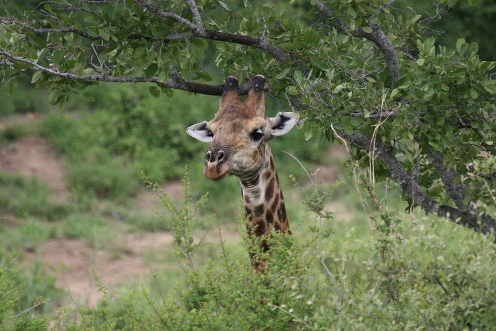 Kruger Park, South Africa by thompsoncm