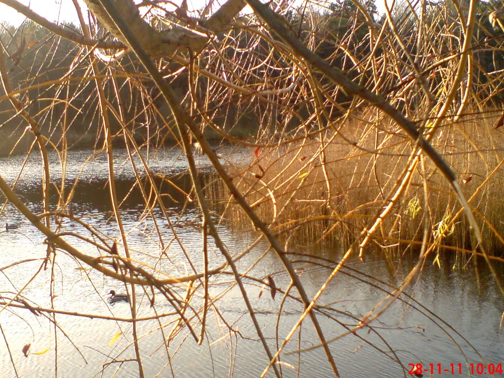 Płońskie Bagno by elapok