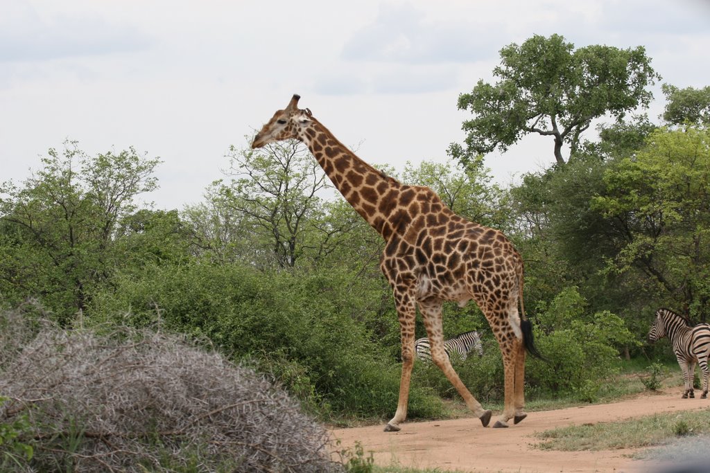 Kruger Park, South Africa by thompsoncm