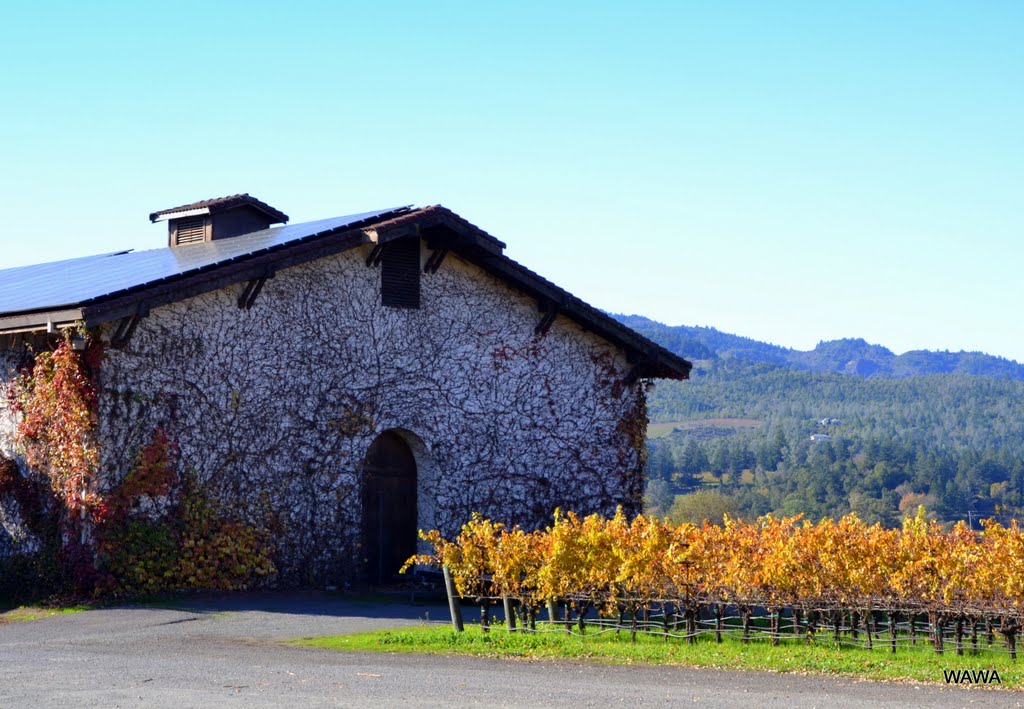 Grgich Hills, 1829 Saint Helena Highway, Napa, ガーギッチ・ヒルズ・ワイナリー by mandegan