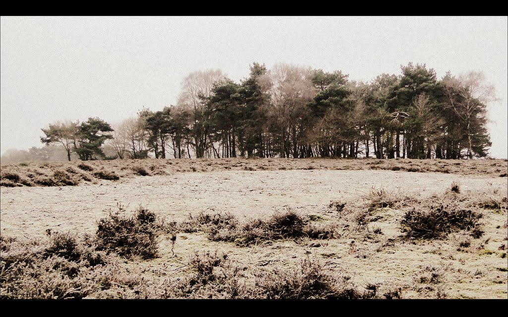 Winter op de Trappenberger heide.. by Chris10 ©