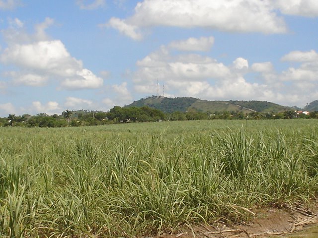 Plantação cana de açucar by João C. Setas