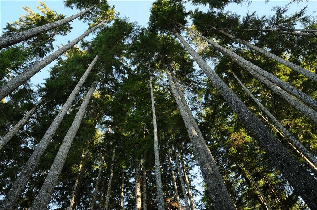 Tall lanky western hemlock trees - 201112LJW by Larry Workman