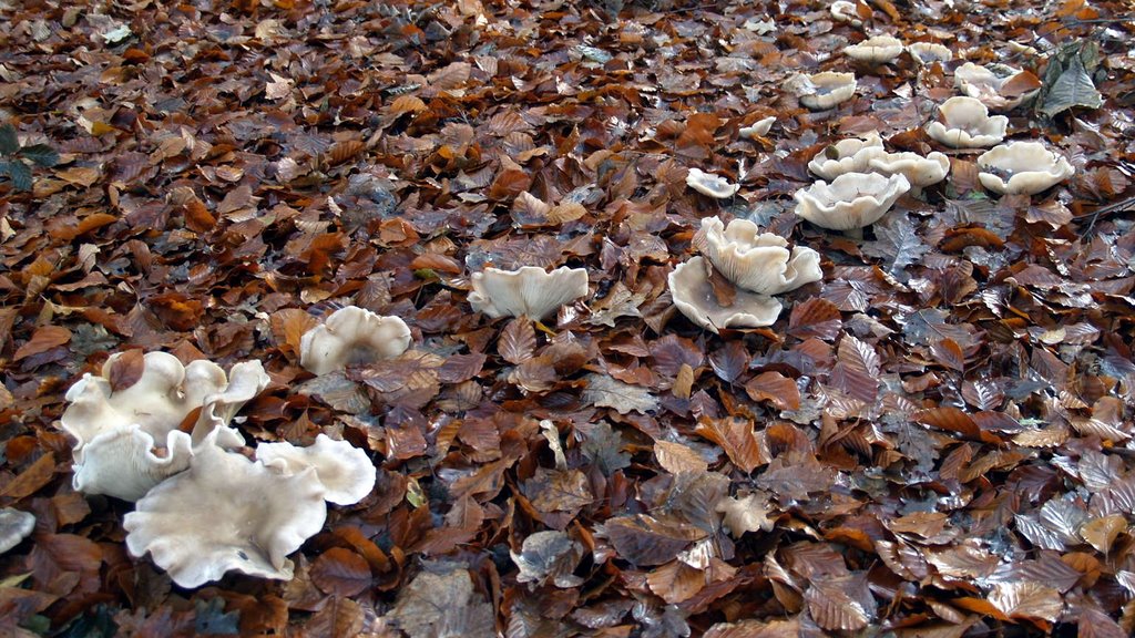 Paddestoelen 22-11-2007 by Hans van der Aalst