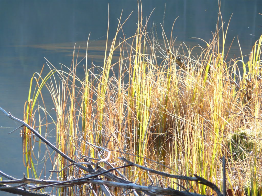 Am kleinen Arbersee by etti35