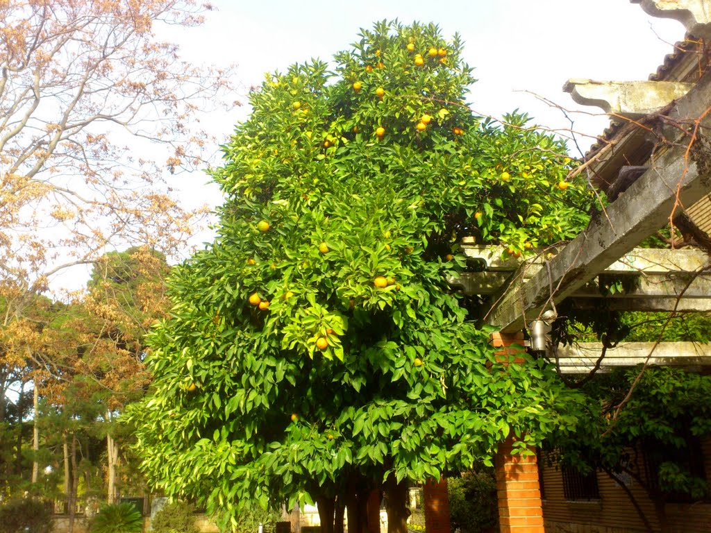 Parque Labordeta Naranjo Jardin Botanico by Jesús Calvo Domíngue…