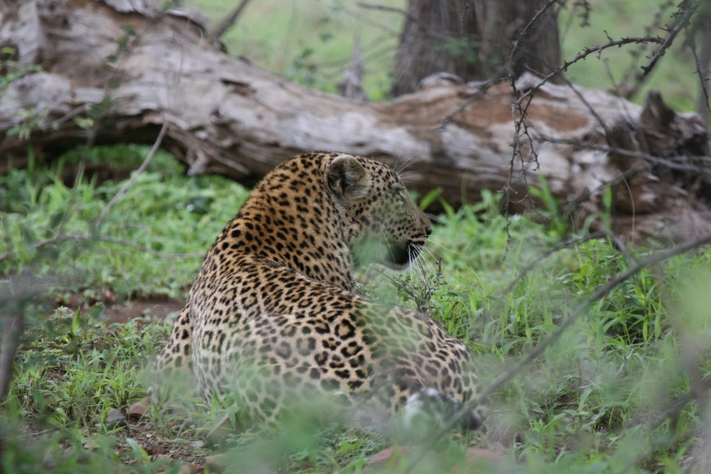 Kruger Park, South Africa by thompsoncm