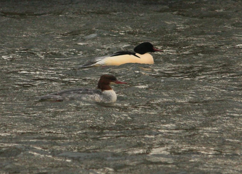 Male and Female Goosander by Anthony Oldfield