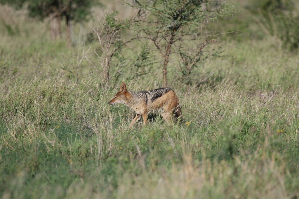 Kruger Park, South Africa by thompsoncm