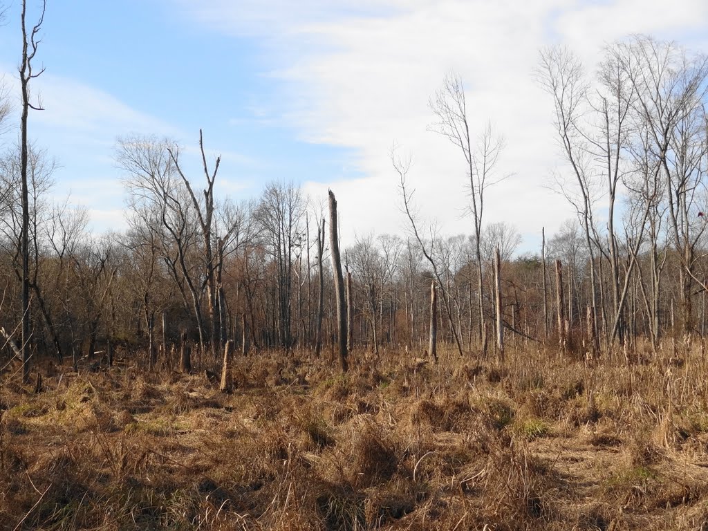 Large swamp near the Little Patuxent River by McSky