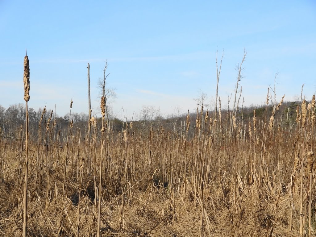 Swamp near the Little Patuxent River by McSky