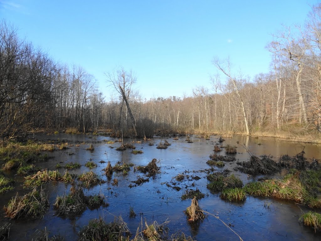 Swamp near the Little Patuxent River by McSky